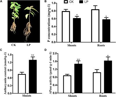 Profiling of MicroRNAs and Their Targets in Roots and Shoots Reveals a Potential MiRNA-Mediated Interaction Network in Response to Phosphate Deficiency in the Forestry Tree Betula luminifera